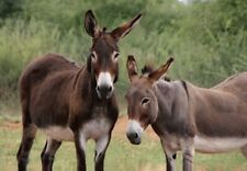 3D Postkarte Esel Tier Motiv Wackel Hologramm Karte Souvenir