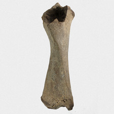 Fossil C. Antiquitatis