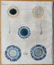 Qualle Porpita - Bertuch