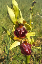 Ophrys sphegodes