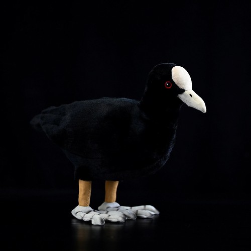 Eurasische blässhuhn ente - eurasische, blässhuhn-ente