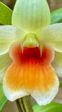 Dendrobium coral candy - dendrobium, candy‘