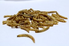 Getrocknete Mehlwürmer 3 KG  Premium Naturfutter für Wildvögel, Igel und Reptil