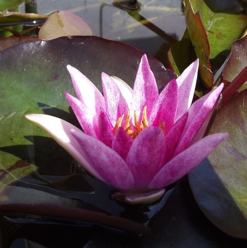 Nymphaea - @//(◕‿◕)\@,