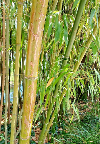 Samen garten rarität - ,