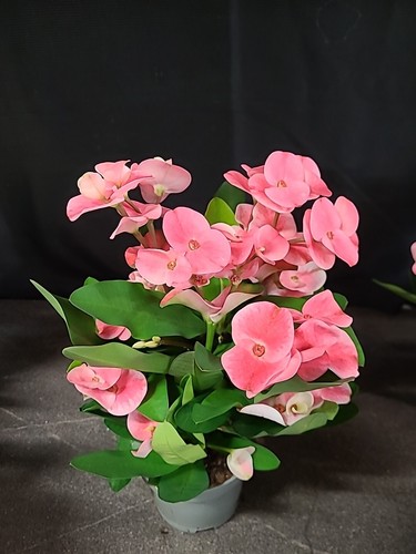 Euphorbie euphorbia milii - euphorbie,