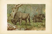 Farbtafel WISENT 1895