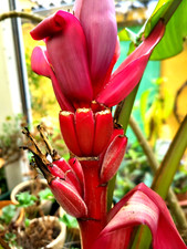 Banane  rot, Musa Roja,  Red