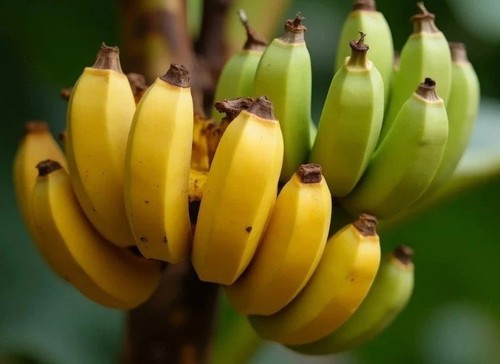 Winterharte ess banane - winterharte, ess-banane