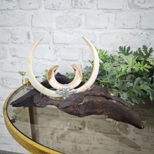 Wildschwein Hauer Keilerhauer