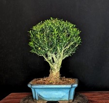 BONSAI CHINESISCHER BUCHSBAUM