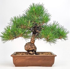 Bonsai Schwarzkiefer - Pinus