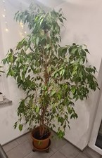Ficus Benjamina (Birkenfeige)