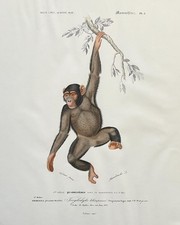 Schimpanse, Prägung, Auflage