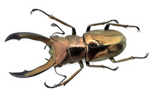 Lucanidae cyclommatus - lucanidae,,
