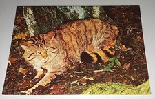 Wildkatze Wildcat Chat Sauvage