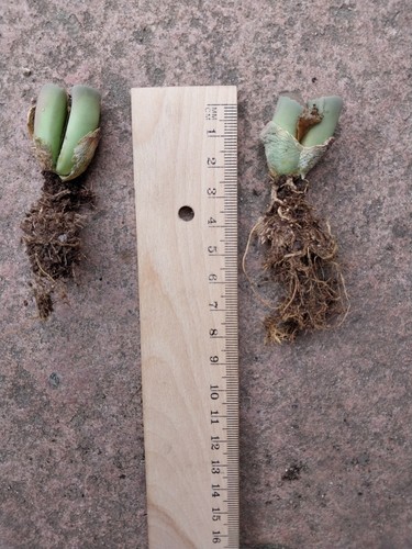 Lithops lebender stein - stein, eine