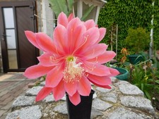 Epiphyllum Blattkakteen