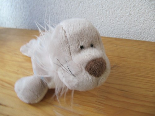 Nici robbe seelöwe seehund - nici,