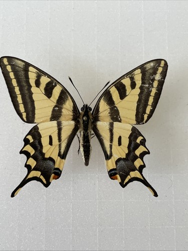 Entomologie*Papilio