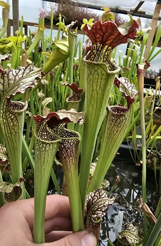 Sarracenia alata a28 s - alata, ×