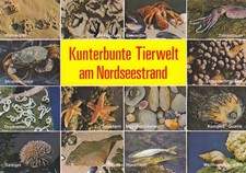 AK Kunterbunte Tierwelt am Nordseestrand - Mehrbildkarte in Farbe