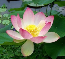 SAMEN Lotus-Blume Frühling
