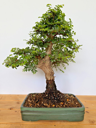 Bonsai japanische ulme - japanische,