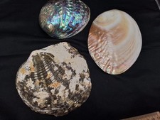 Tellermuschel, Regenbogen Abalone, echte Muschel-Schalen, Echtes Perlmutt 3 x