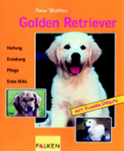 Golden retriever - golden,