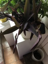 Ableger tradescantia pallida - tradescantia,