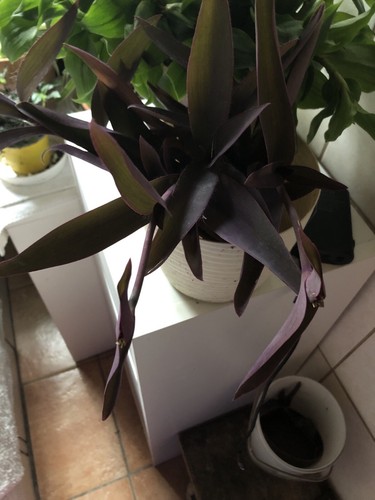 Ableger tradescantia pallida - pallida, 3