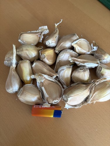 Elefantenknoblauch elefanten - elefantenknoblauch,