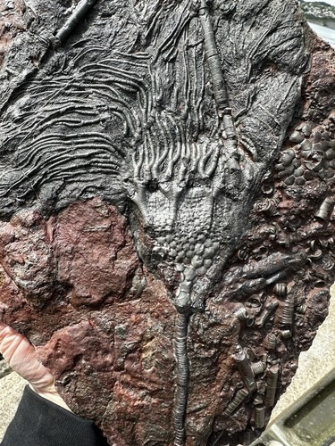 Marokkanische crinoid - marokkanische,