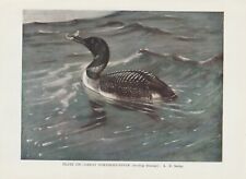 Eistaucher (Gavia immer) FARBDRUCK von 1930 GREAT-NORTHERN DIVER
