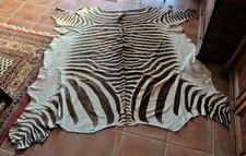 ECHT Steppenzebra Equus quagga