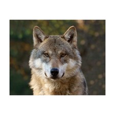 3D Magnet Tiere - Wolf