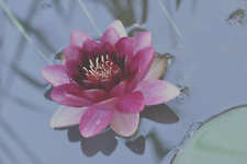 Nymphaea Charles de Meurville WEINROTE Seerose,  Wasserstand bis 120 cm