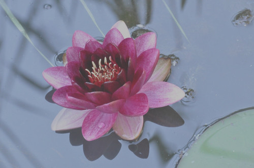 Nymphaea charles meurville - charles, de