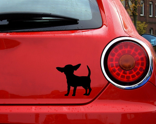 Samunshi chihuahua hunde - samunshi,