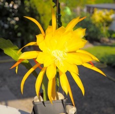 Epiphyllum, Epikaktus