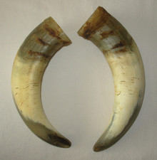 2x Trinkhorn Kuhhorn