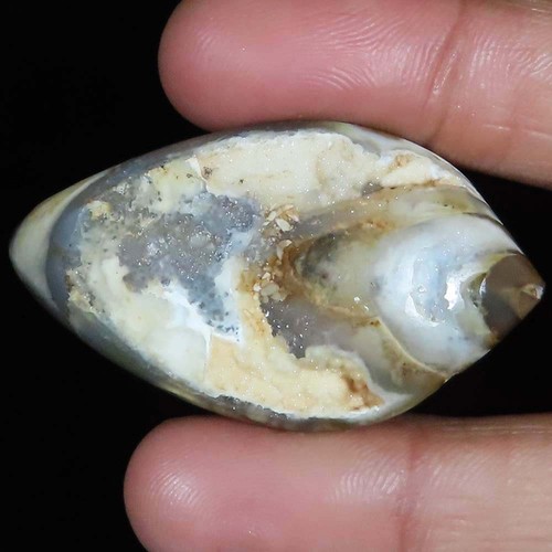 Natürlich fossil schnecke - fossil,