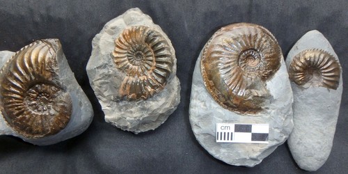 Ammonit fossilien pleuroceras - ammonit,