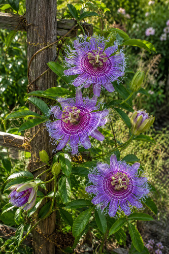 8000799 passiflora cincinnata - 8000799,