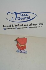 Schaumodell dental 1080 - schaumodell,