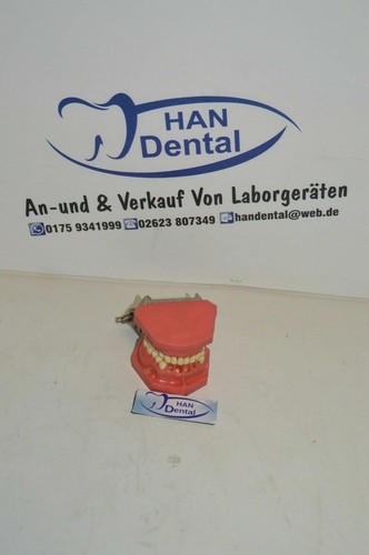Schaumodell dental 1080 - schaumodell,
