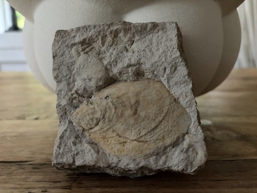 Fossiler fisch tierfossil in - fossiler,