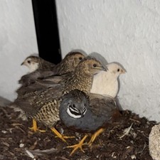 Chinesische Zwergwachtel Eier