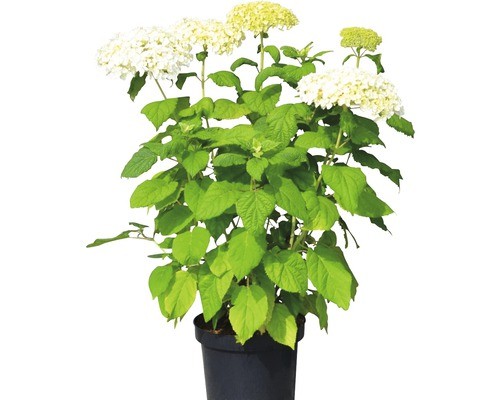 Ballhortensie annabelle e - ballhortensie, 'annabelle'e